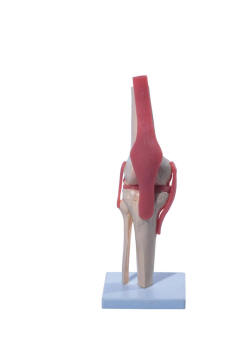 knie