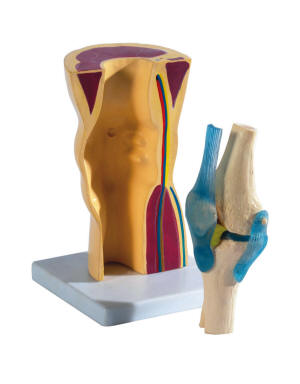 knie