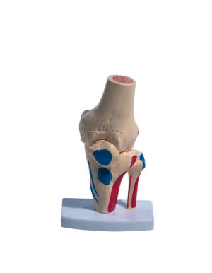 knie