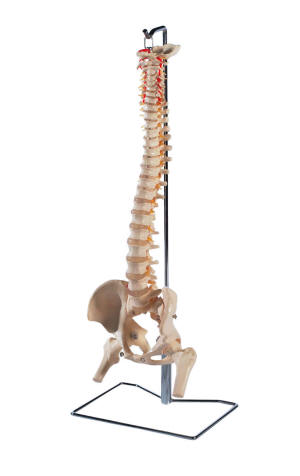 didactisch materiaal skelet