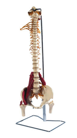 didactisch materiaal skelet