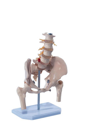 didactisch materiaal skelet