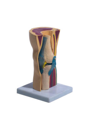 knie