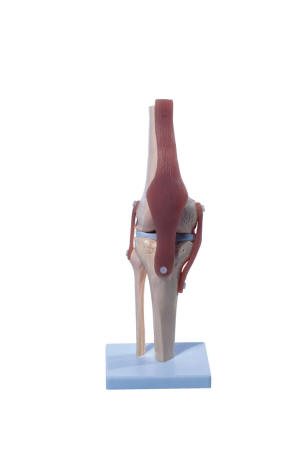 knie