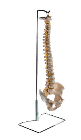 didactisch materiaal skelet