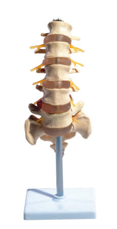 lumbale wervelzuil