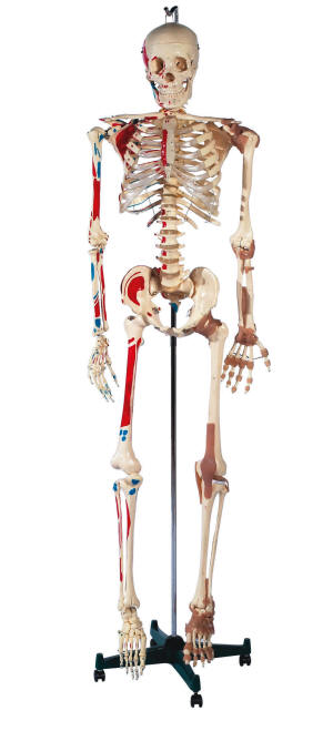 didactisch materiaal skelet